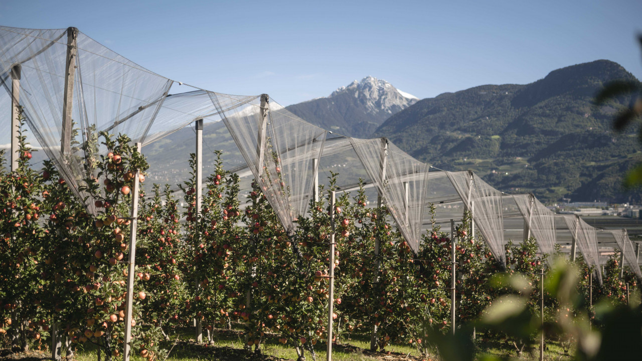 Apfelwiese in Südtirol