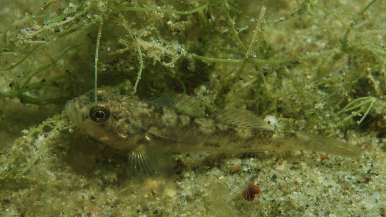 Einheimische Fische, Montiggler See, Naturmuseum