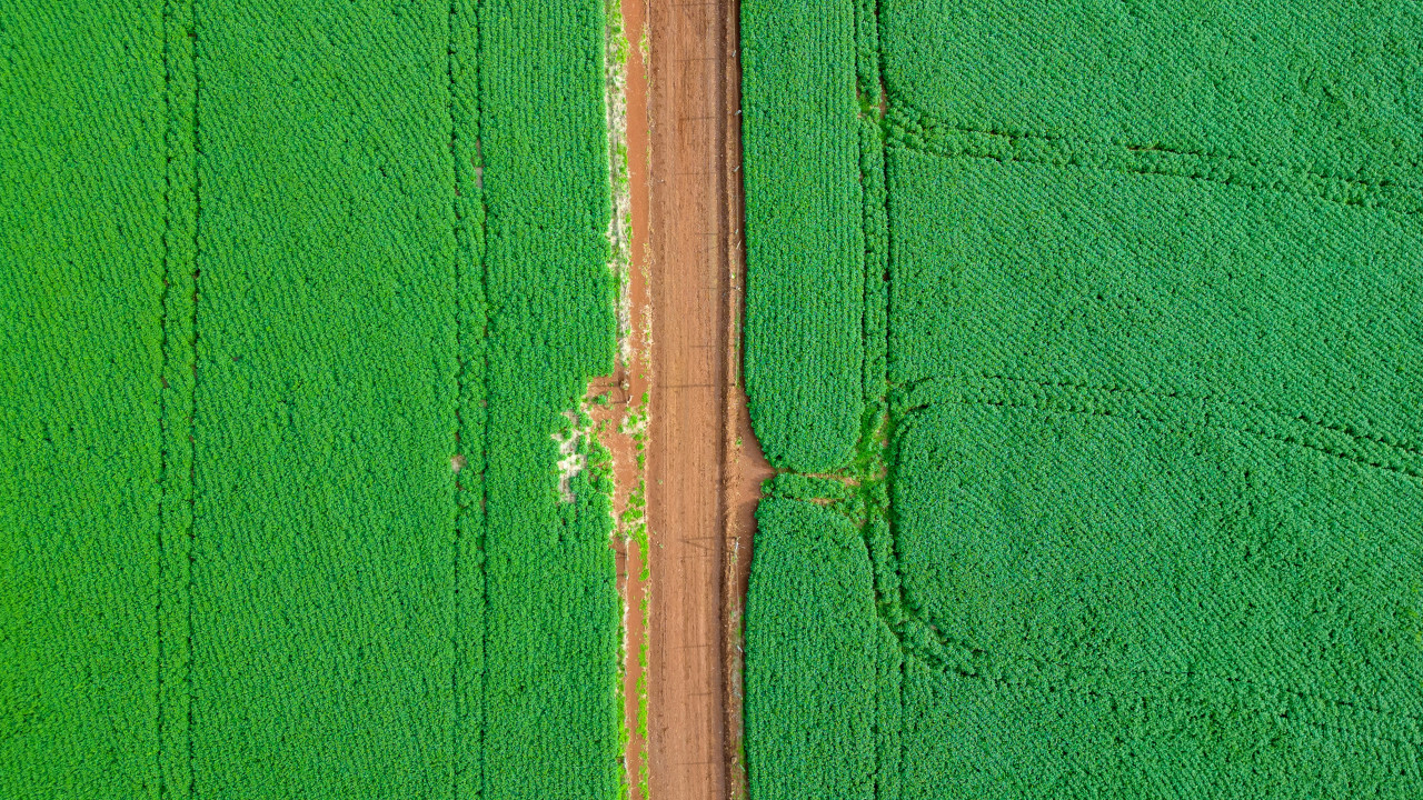 Anbaufläche in Brasilien