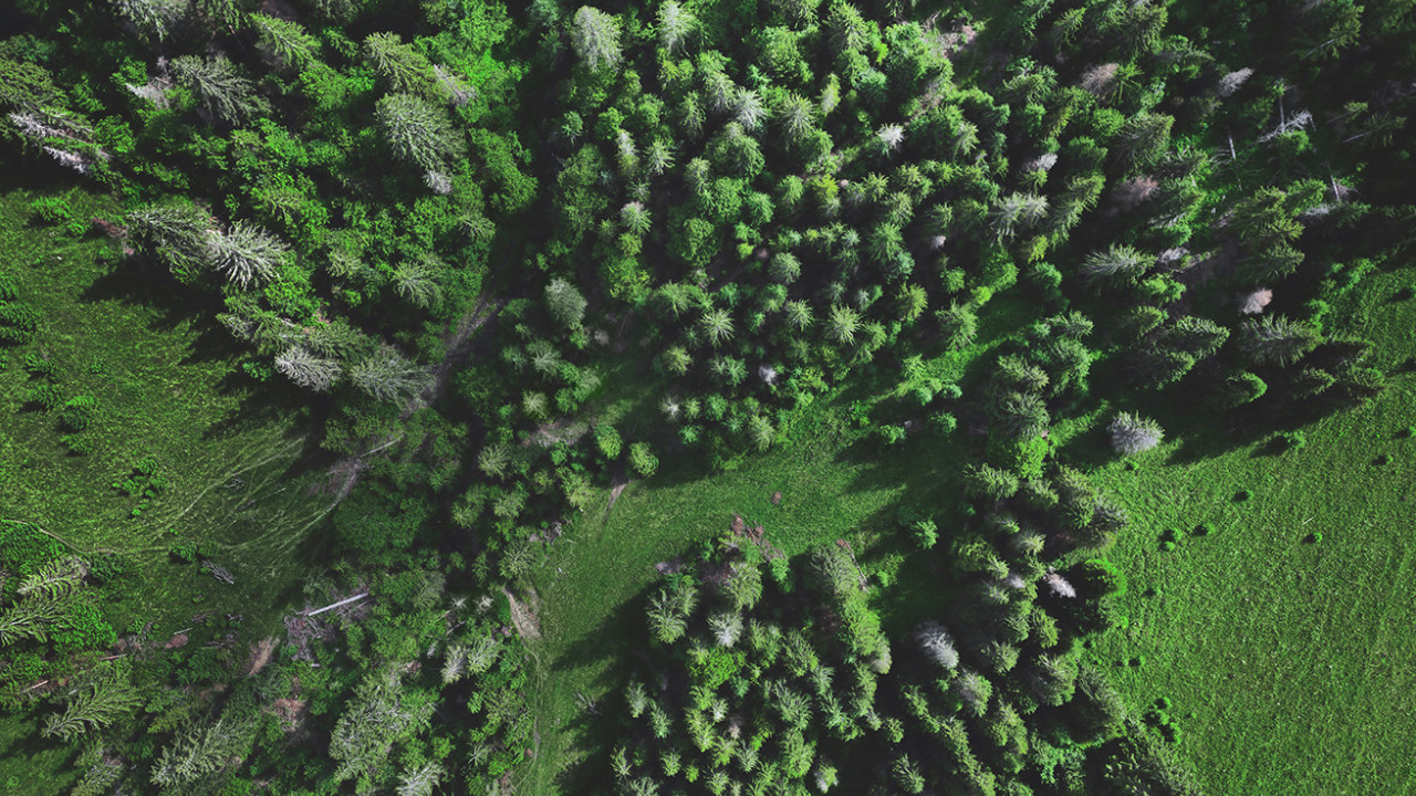 foresta Wald
