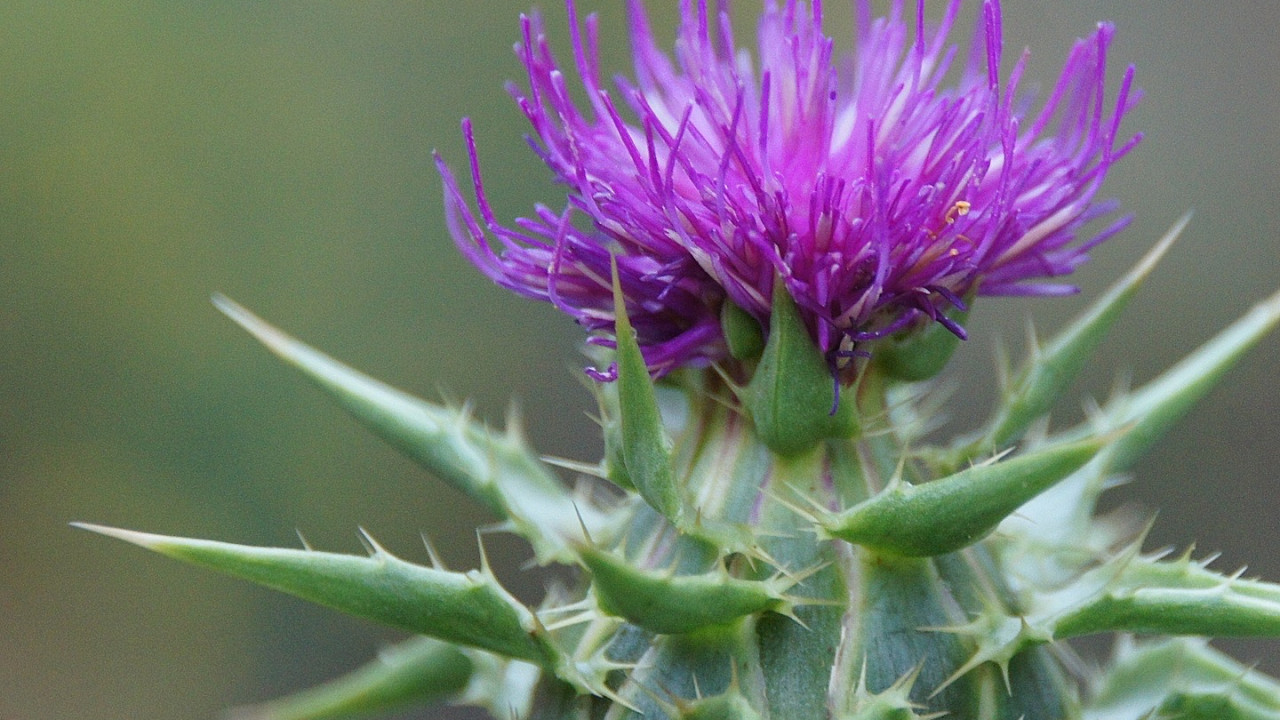 Geht’s um die Leber, kommt man an der Mariendistel nicht vorbei.