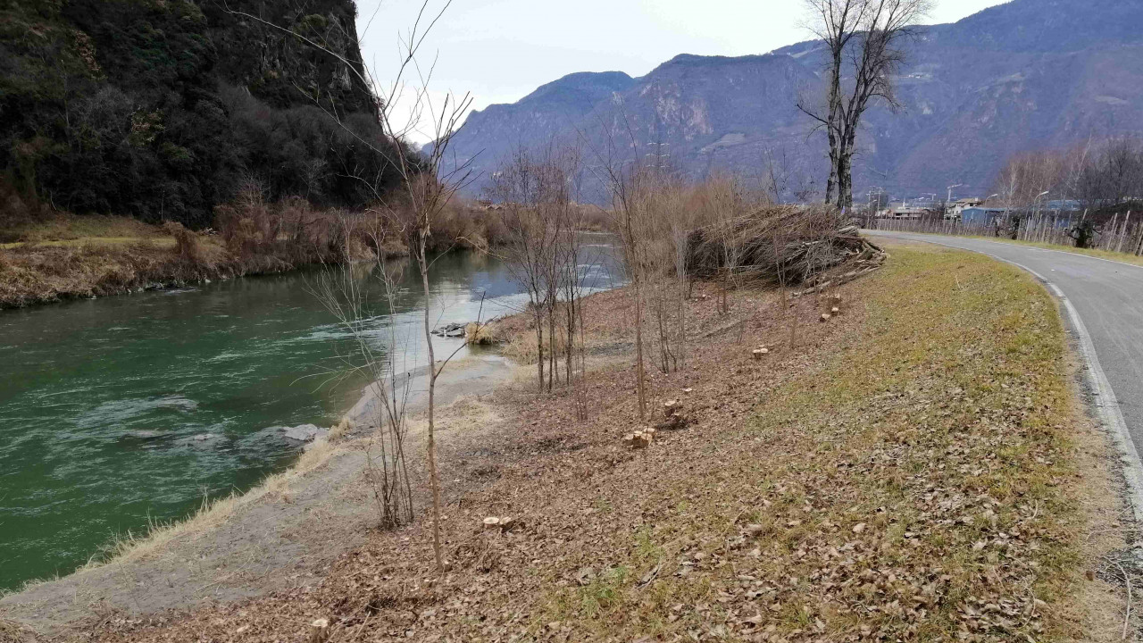 Kahlschlag von Ufergehölz am Etschufer bei Sigmundskron