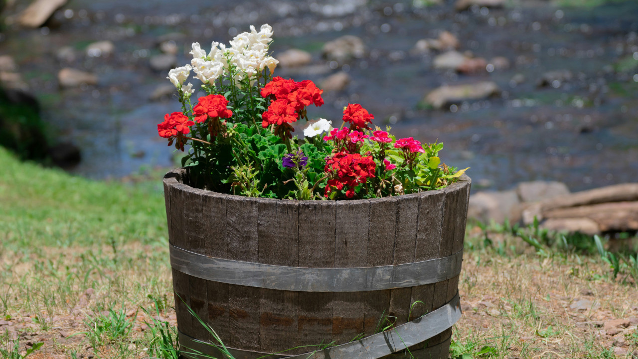 Blumen, fiori