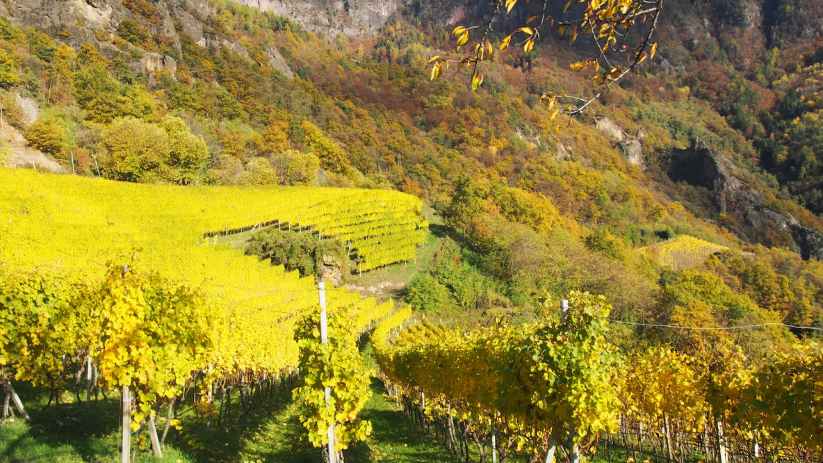 Terlan Weinberge beim Oberlegar