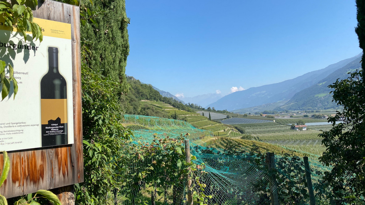 04_ausgedehnte_weinberge_begleiten_den_steig.jpeg