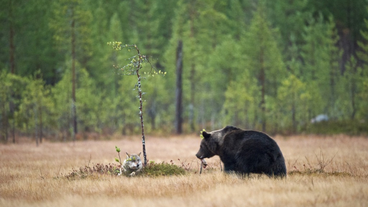 Orso lupo