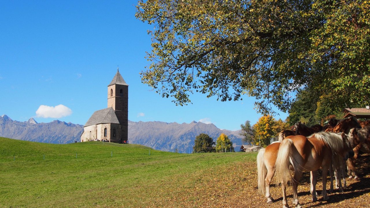 Kirche und Haflinger