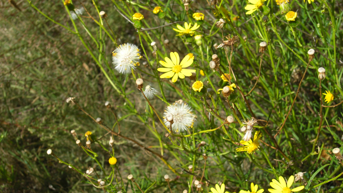 Senecione sudafricano