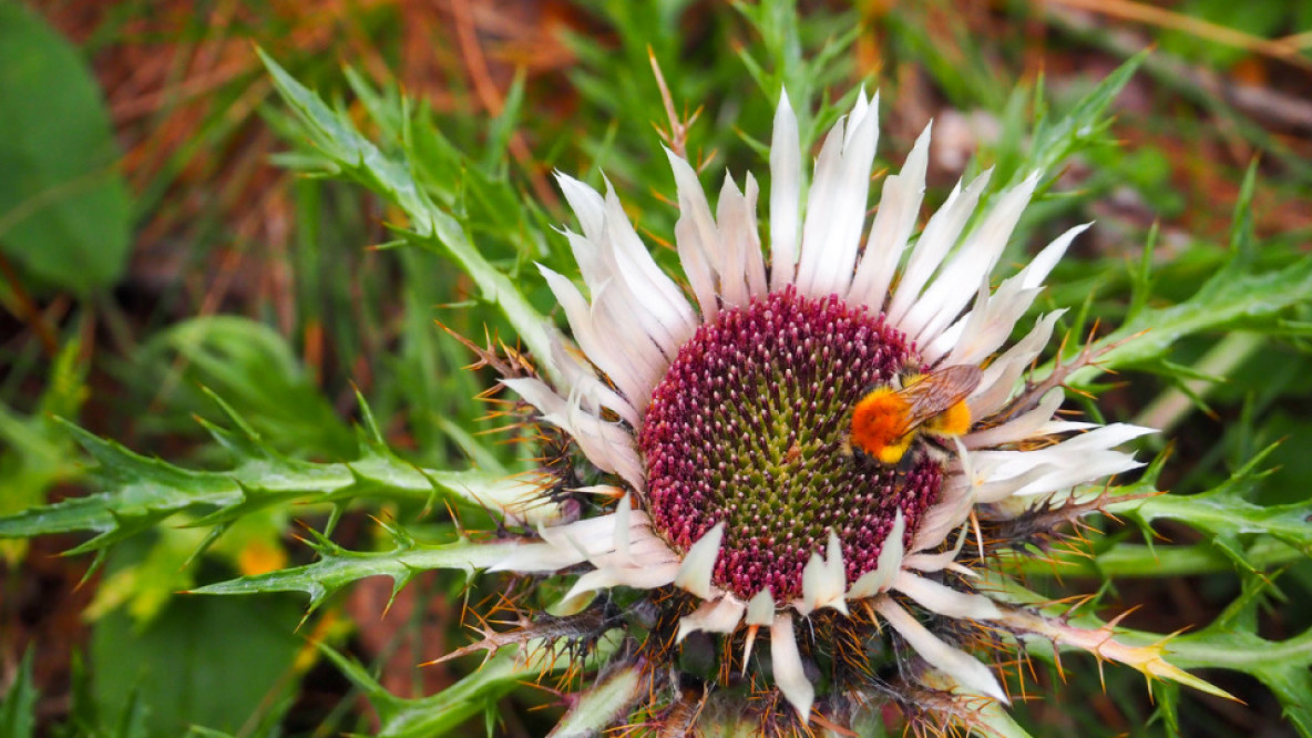 10_silberdistel_mit_hummelbesuch.jpeg