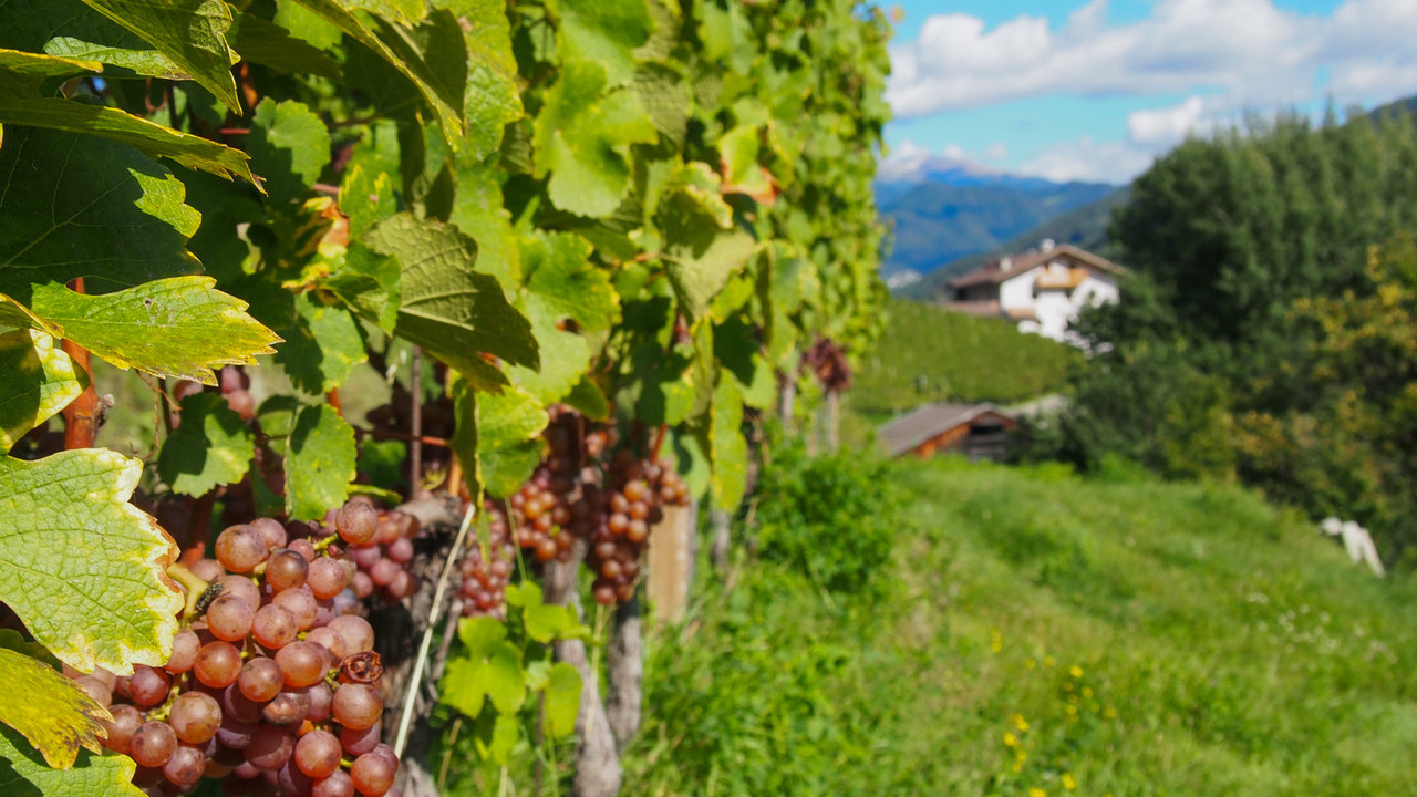 Weinberge mit Gewürztraminer