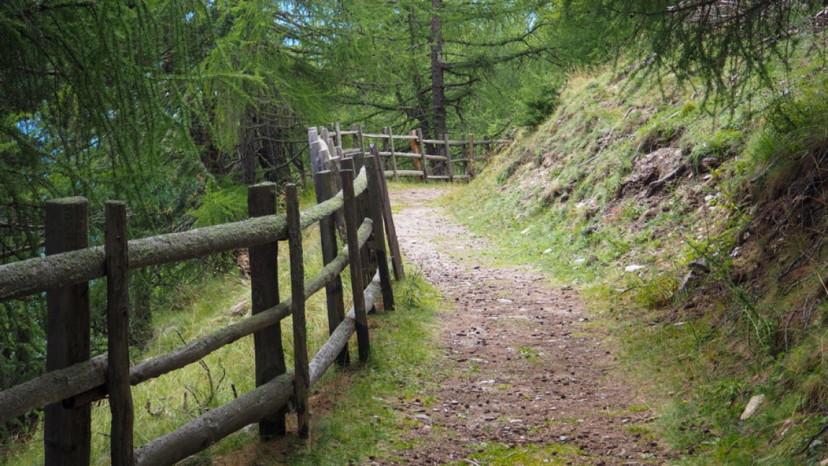 12_waldweg_zum_aussichtspunkt_dolomitenblick.jpeg