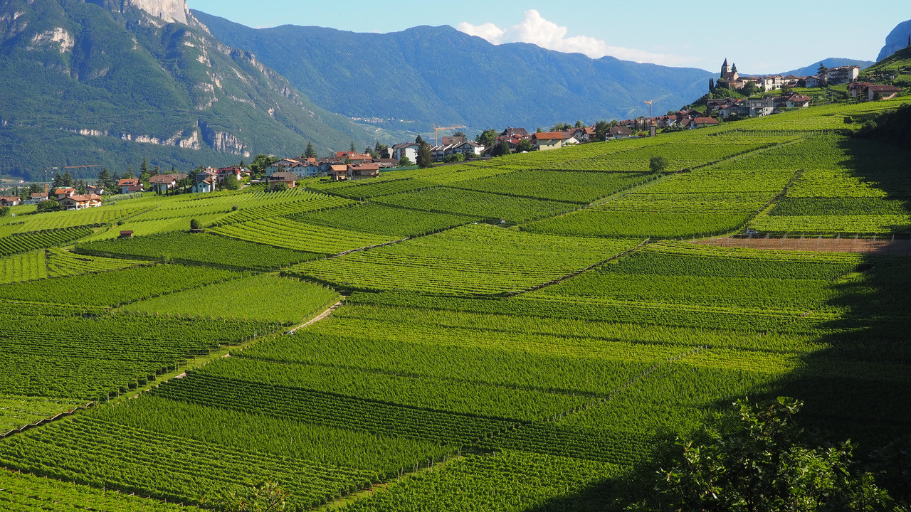 Wunderbare Weinberge bei Tramin