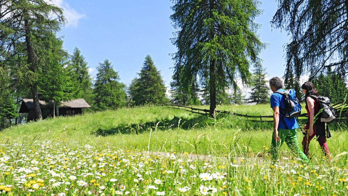 Auf den Almen bei Aldein