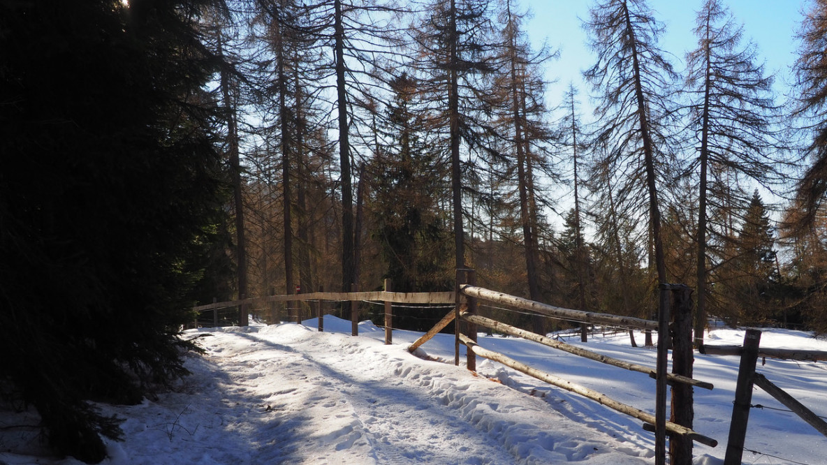 Wald- und Wiesenweg zur Schmieder Alm