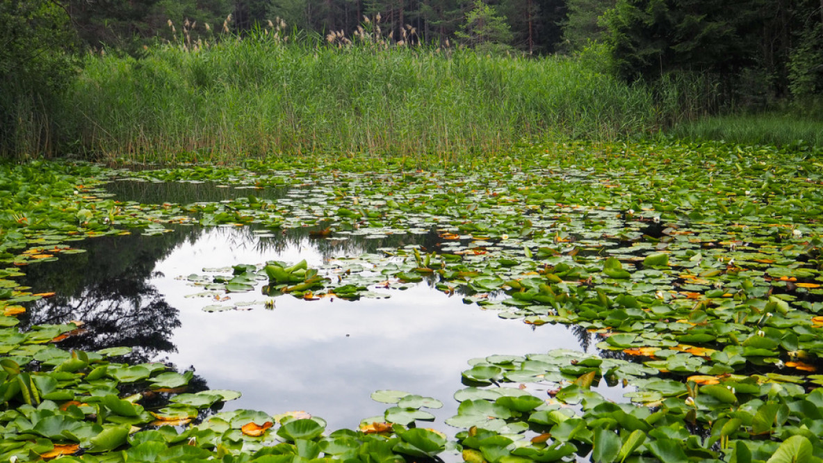 3-romantischer_waldweiher.jpeg