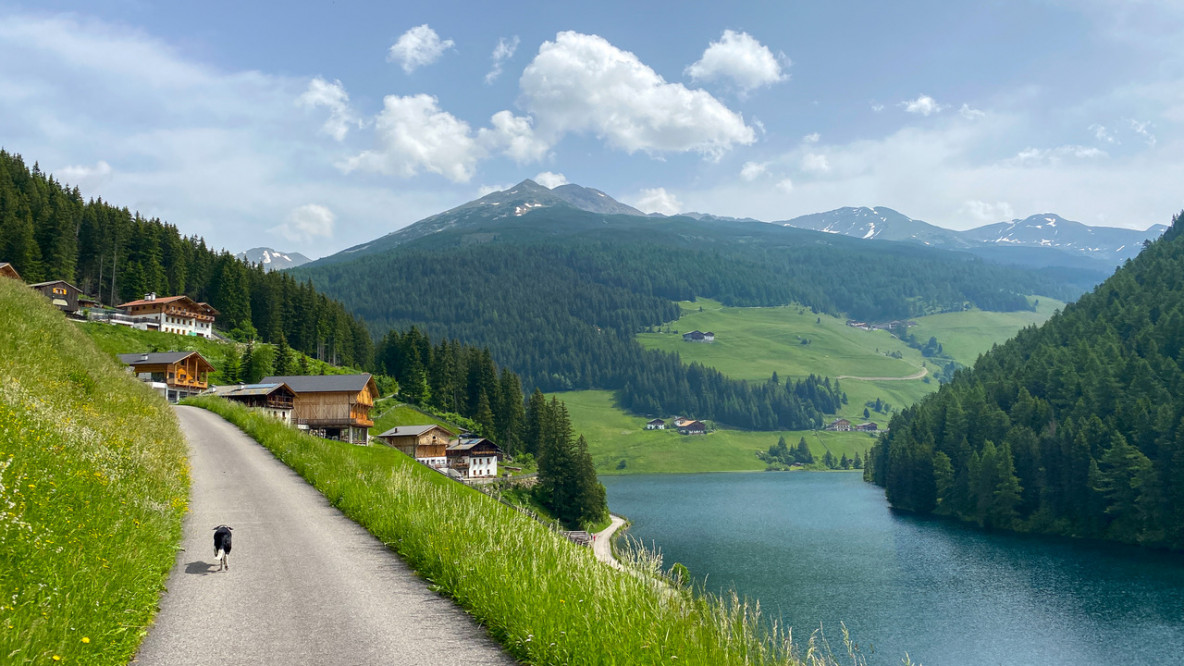 4 - die Hofezufahrt geht als Forstweg im Wald weiter auf die Alm zu