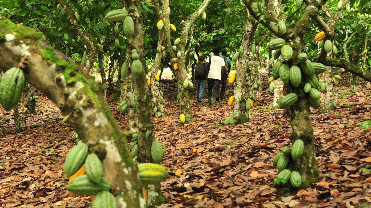 Kakaoplantagen Kroanamu