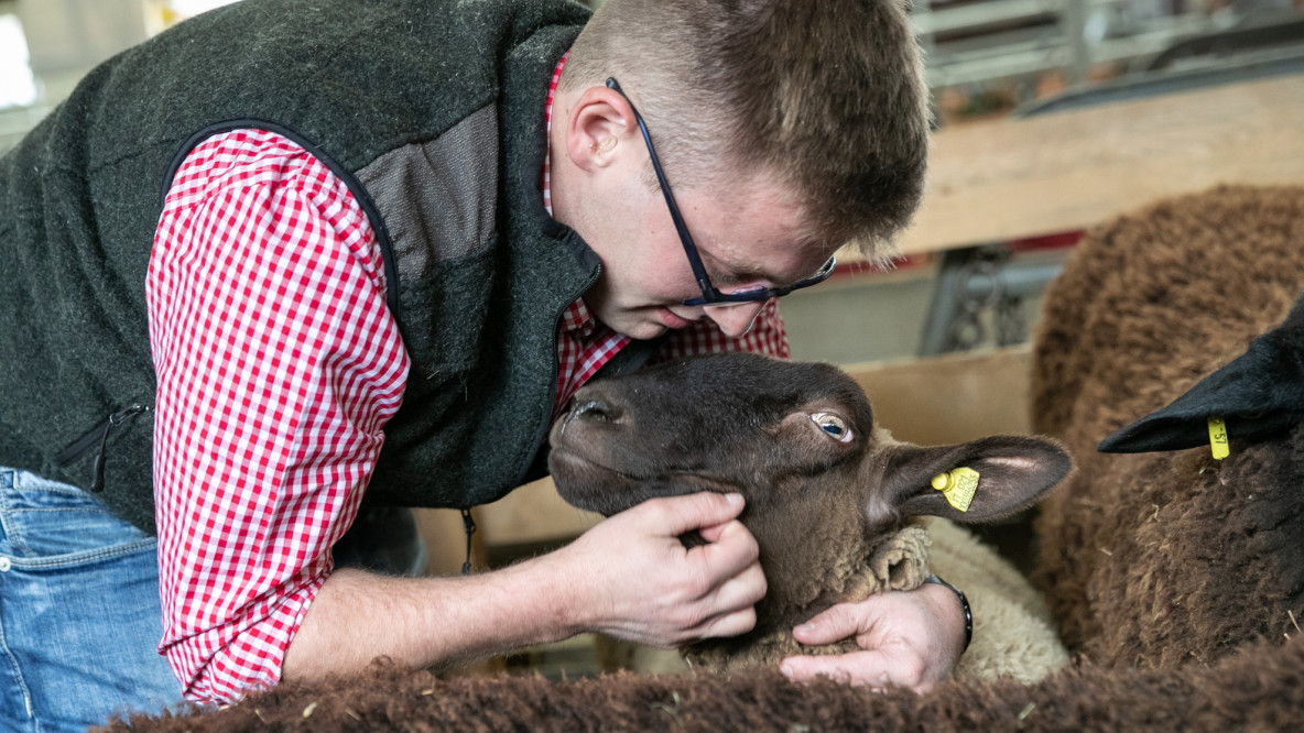 Die mobile Schlachtung in Südtirol – weniger Stress, mehr Tierwohl und bessere Qualität