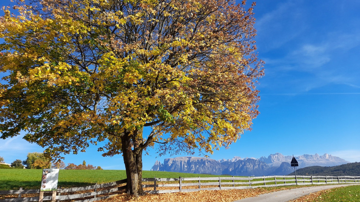 ahorn schlern oberbozen