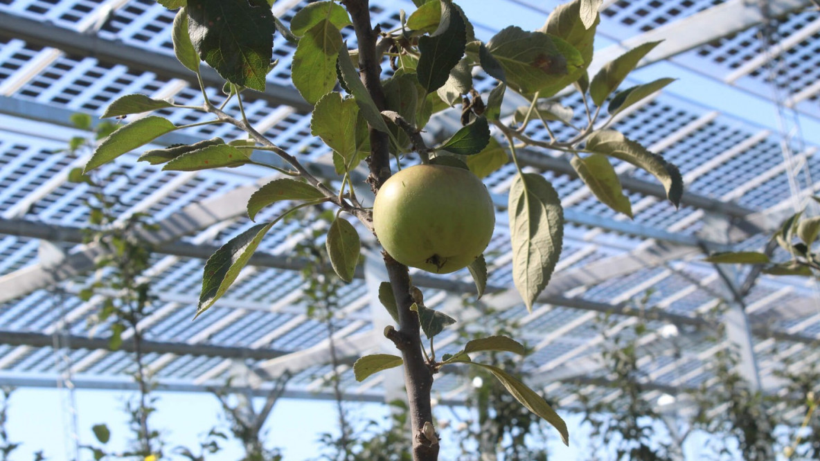 apv-obstbau-agri-pv-anlage.jpg