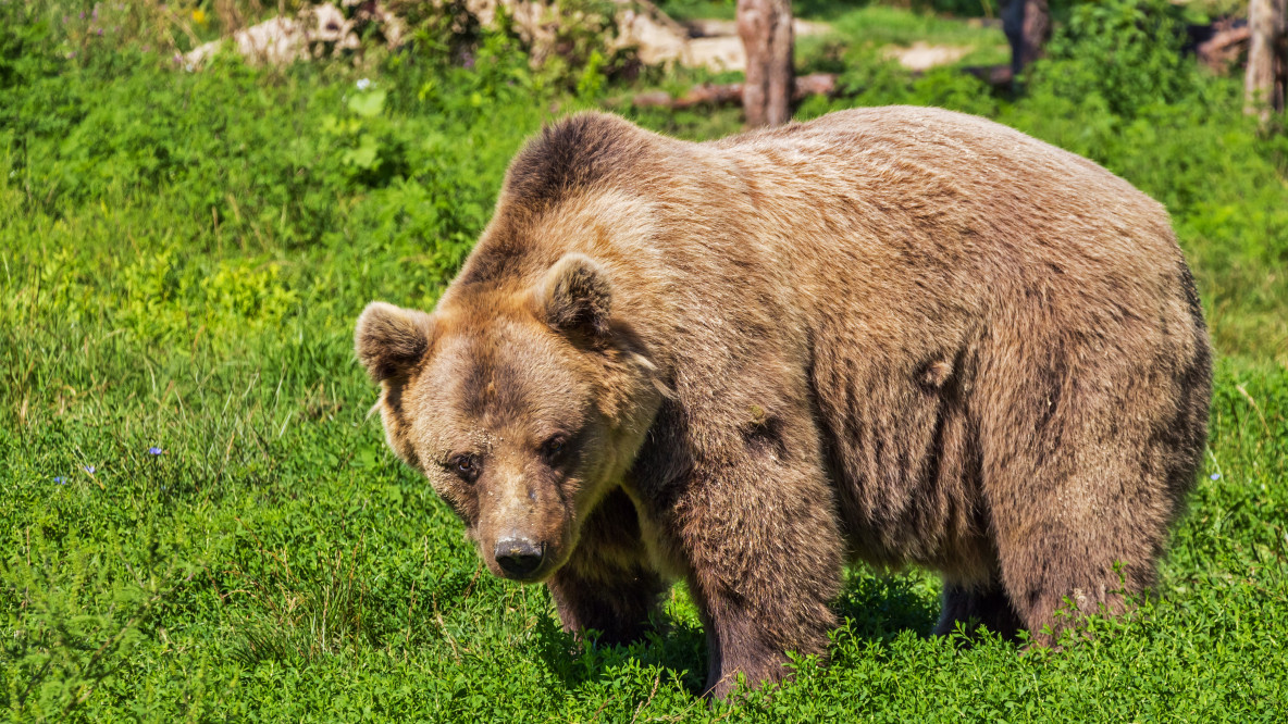 Orso bruno, Trentino