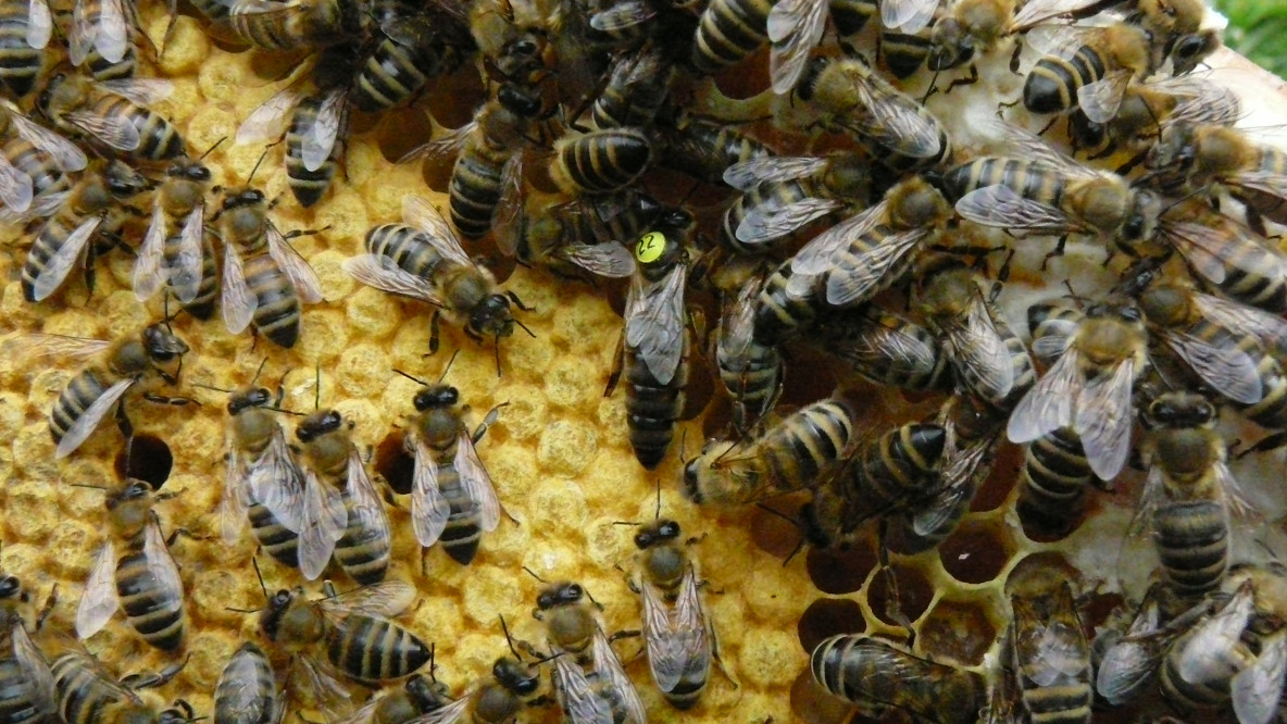 bienen.jpg