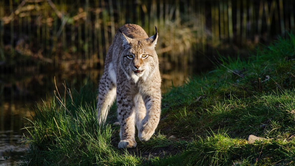 bobcat-1151874_1280.jpg