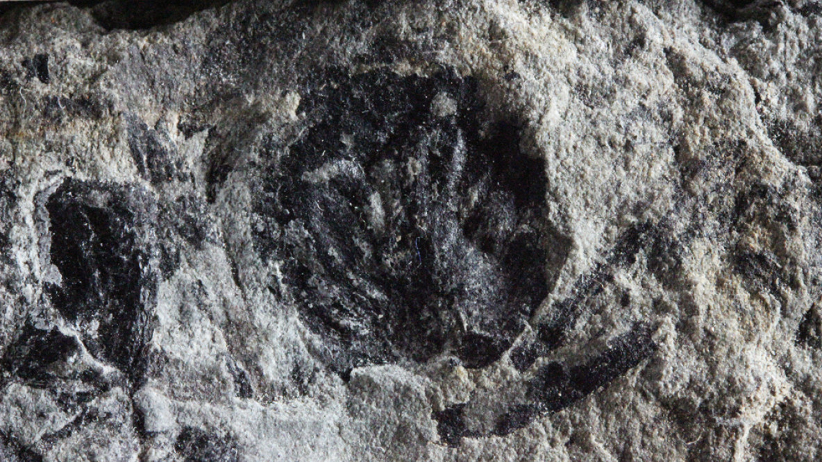 Brinkia Kerpiana