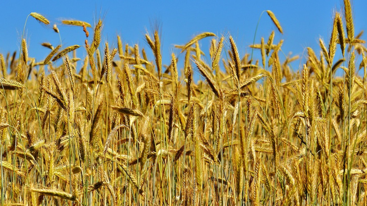 campo_di_grano.jpg