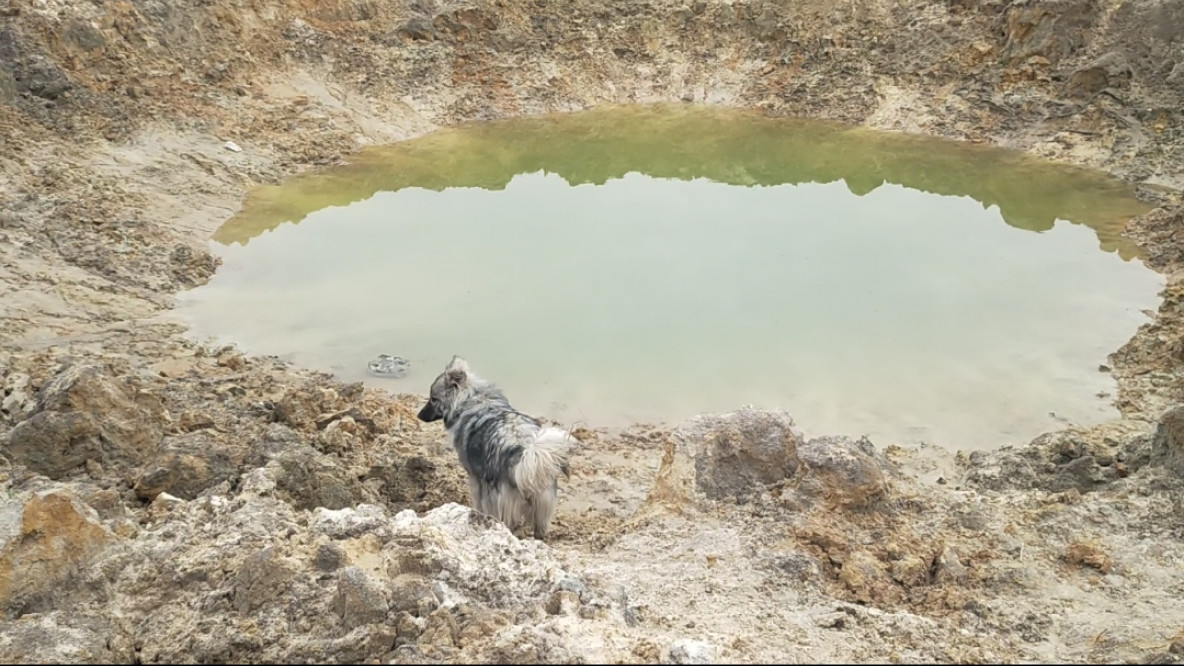 Cane cratere di bomba russa in Ucraina