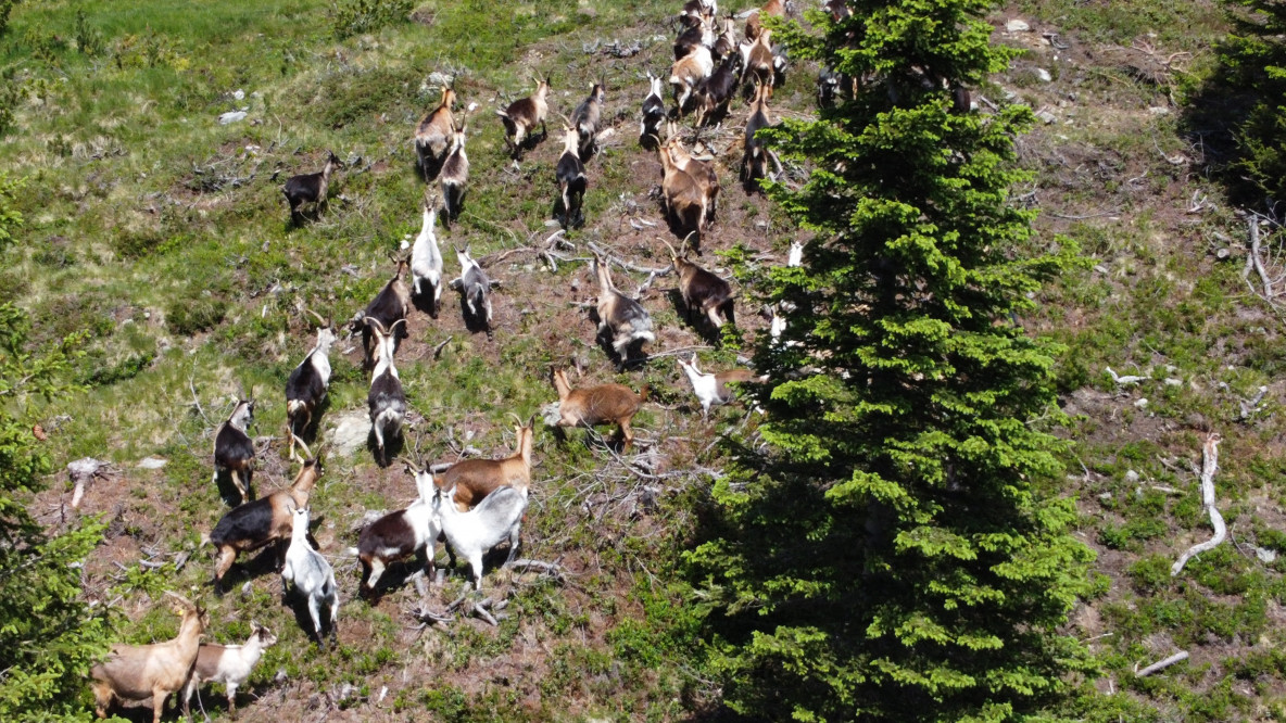 Capre libere al pascolo in val Sarentino