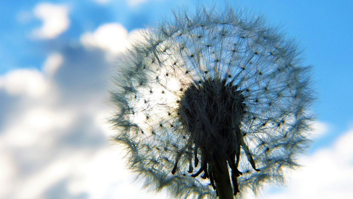 dandelion-4231241_960_720.jpg