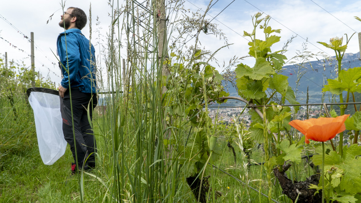 Biodiversitäts-Monitoring