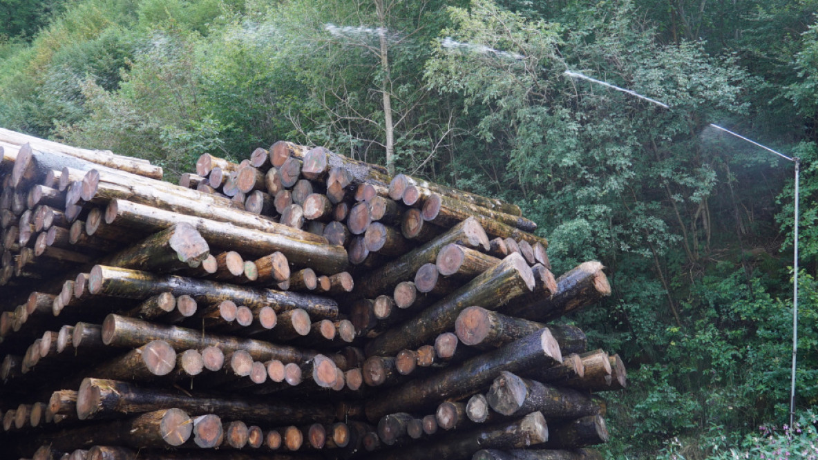 Holz7.jpg