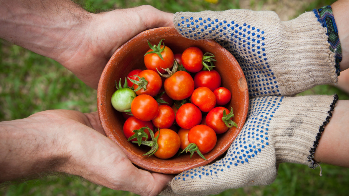 tomaten.jpg