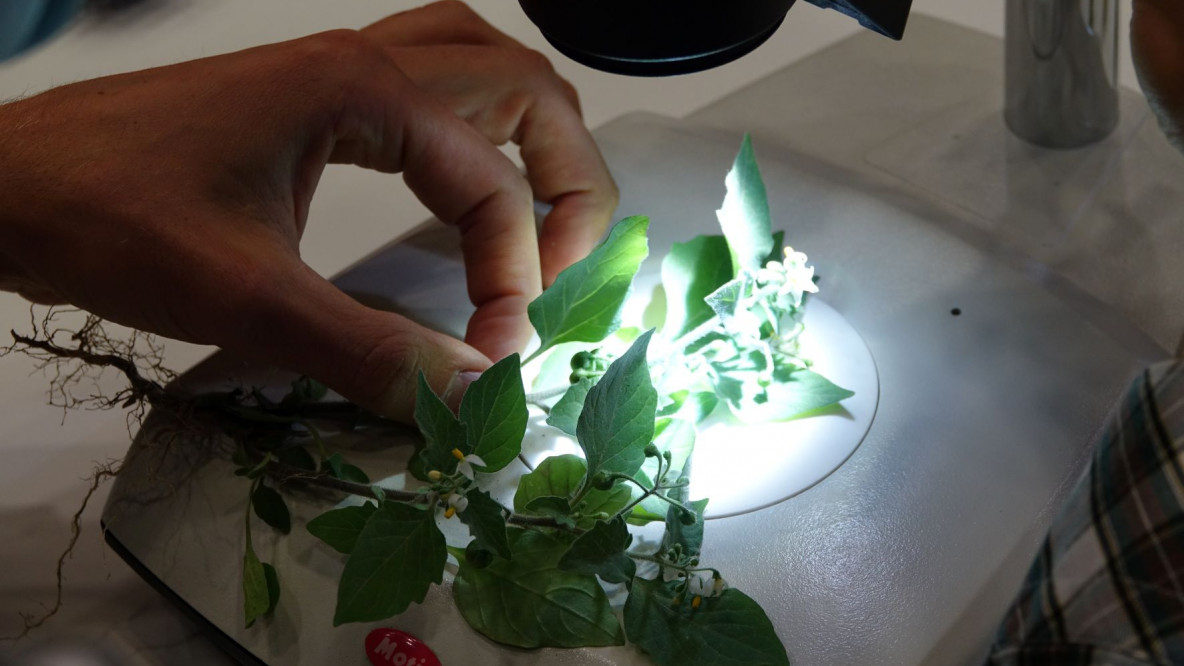 biodiversità ricerca piante eurac