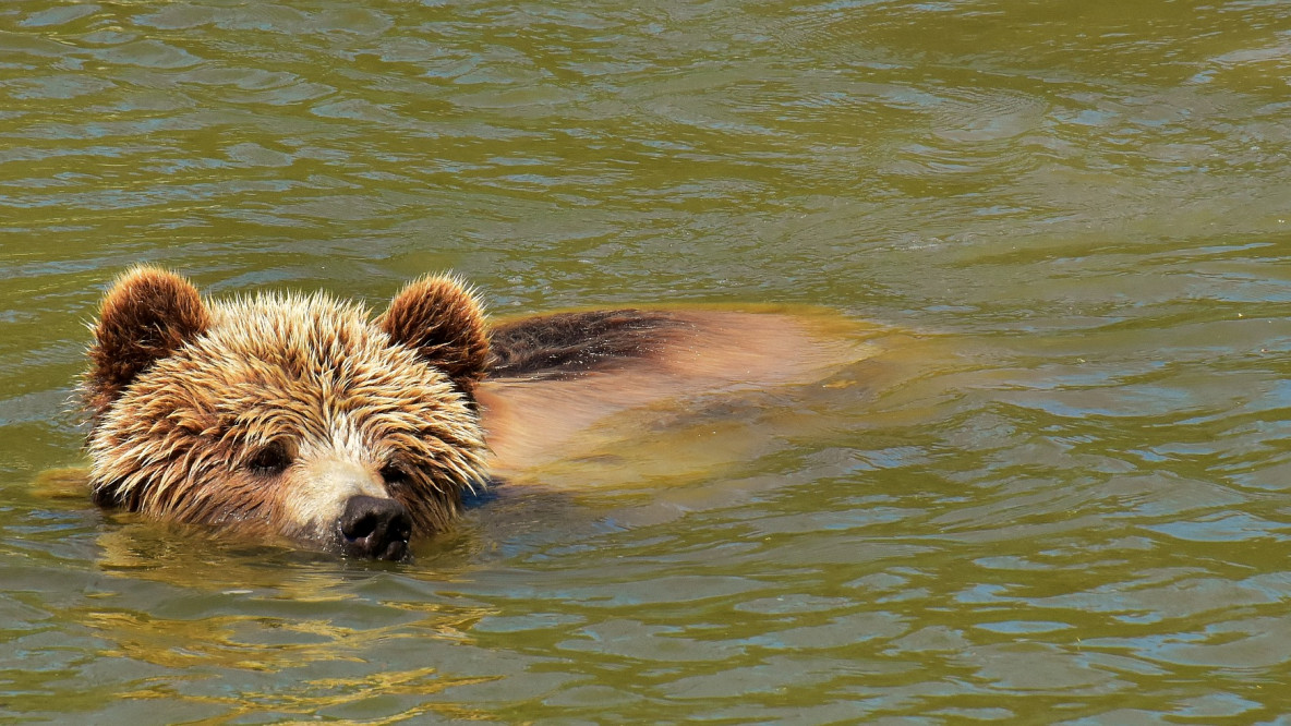 Braunbär