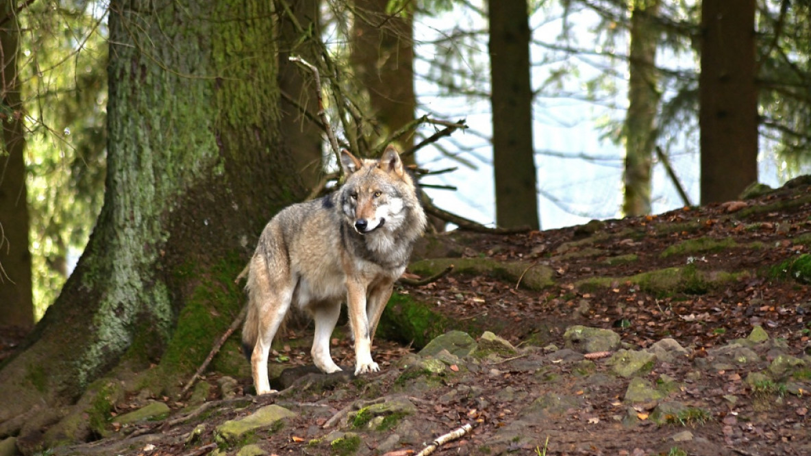 Wolf im Walde