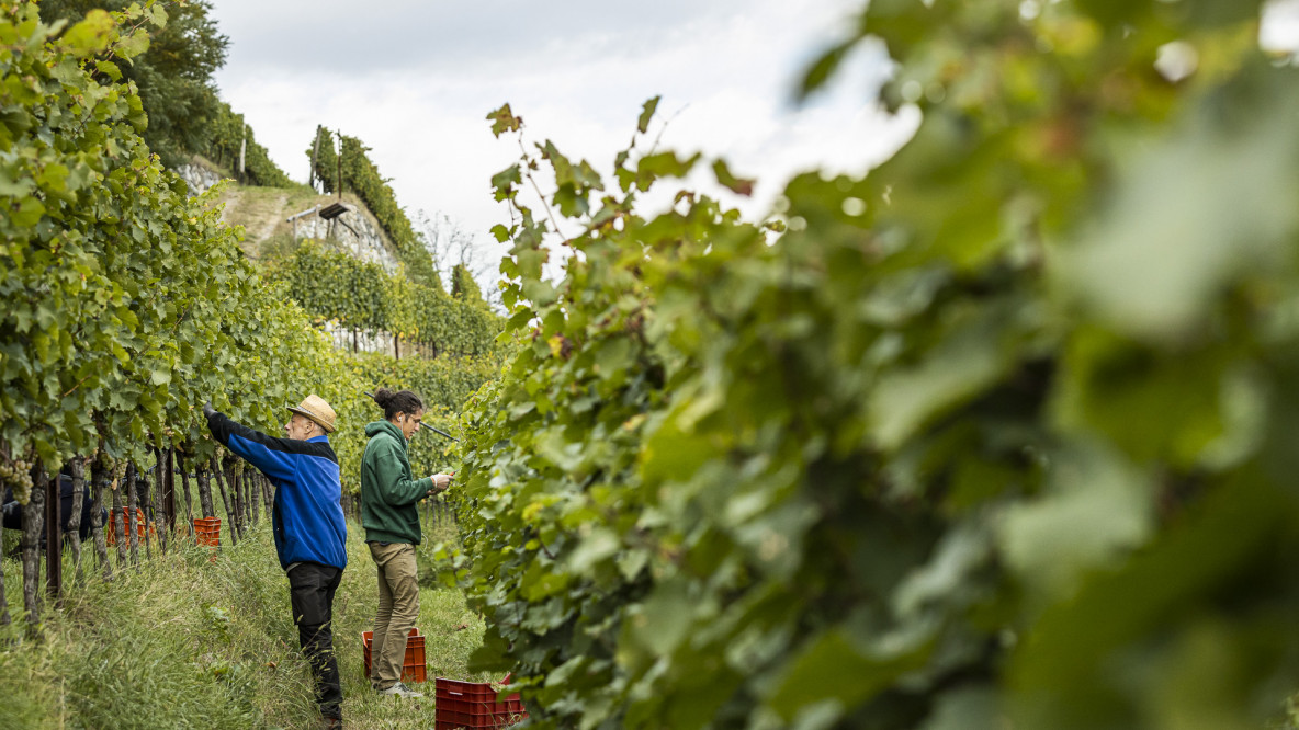 vino, vendemmia 2020