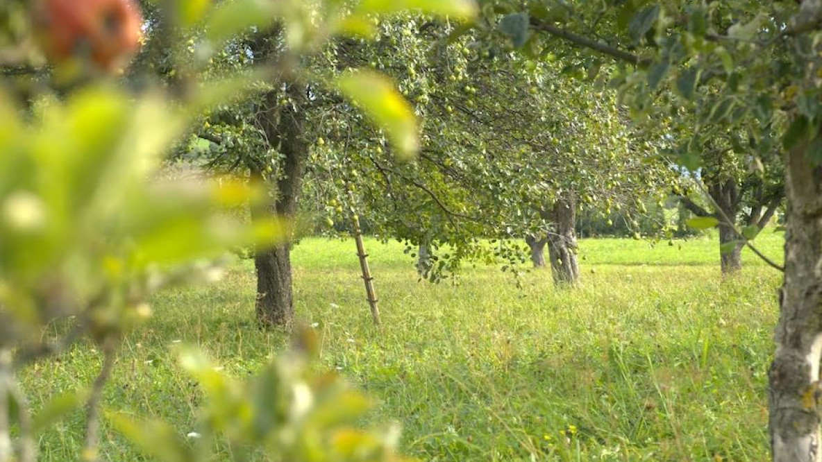 Habitat di pregio: Biotopo coltivato a frutteto