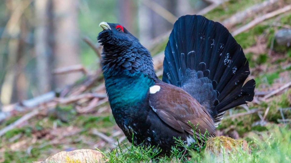 Gallo cedrone