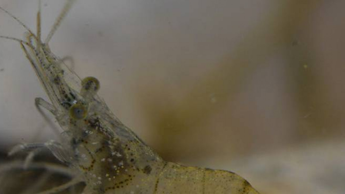 garnelepalaeamonetes.jpg