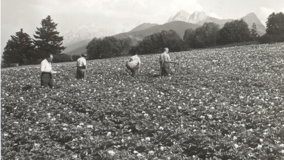 Patate da seme: Produttori sementi Val Pusteria