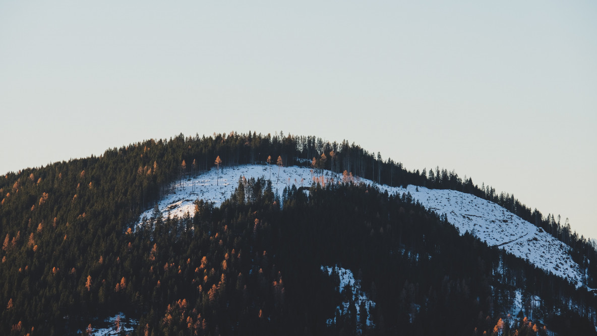 wald_schnee.jpg