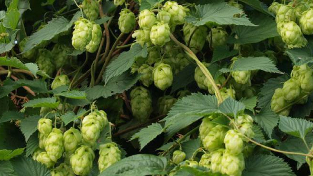 hopfen3.jpg