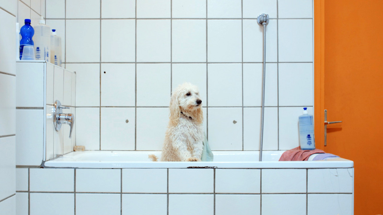 Hundesalon