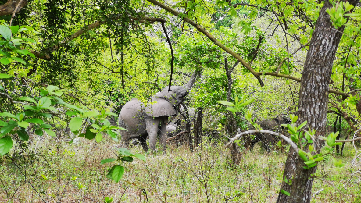 Elefanti al Gorongosa National Park