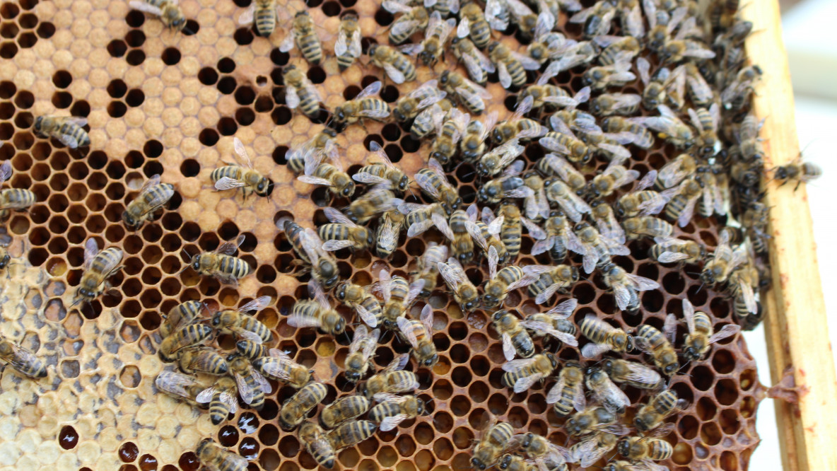 Eindrücke aus dem Bienenstock