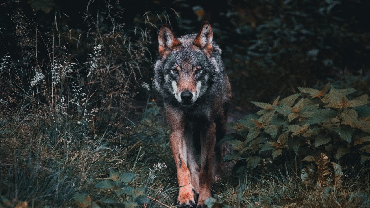 wolf.jpg