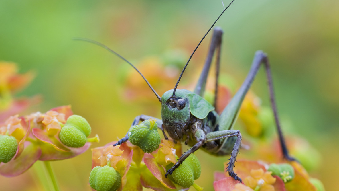 Heuschrecke auf Wolfsmilchblüte